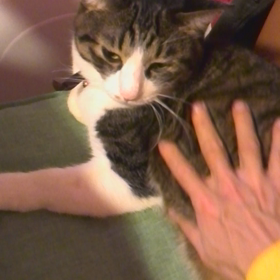 ニャンコ_されるがままのの画像