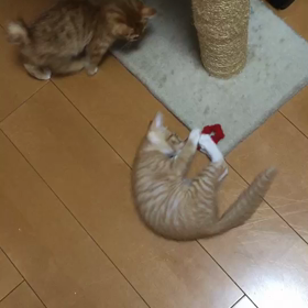 里親様募集中のメンマちゃんの画像