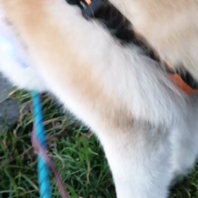 来月10日に3歳になる未来丸、人生？(犬生)初のトリミングを3月9日ドッグサロンポテトで行うことの画像