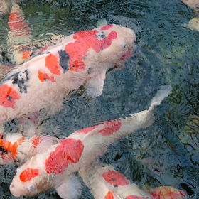 つまりかいしょうの画像