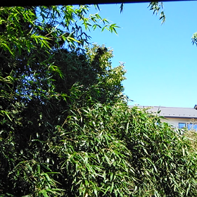 台風15号と猛暑の画像