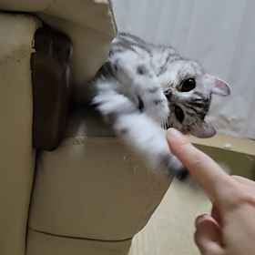 捕まえたら離さにゃいの画像