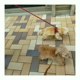 シフォンとルフナのお散歩動画♪の画像