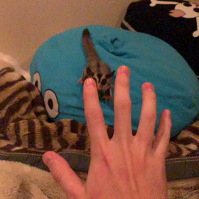 モモンガスロージャンプ！の画像