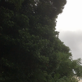台風21号の影響の画像
