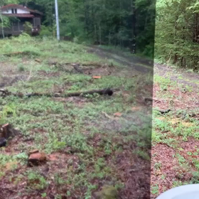 キジの散歩の画像