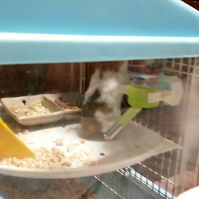 うさみの動画の画像