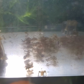 サテライトの掃除の画像