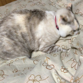 カサカサの画像