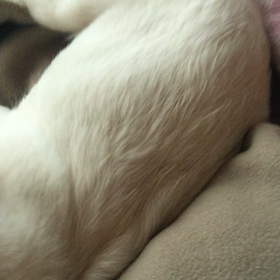 アイビーと鹿の角の画像