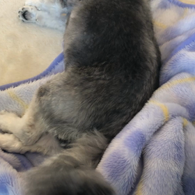 シッポふりふり〜〜夢の中〜〜の画像