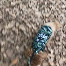 ♪お散歩動画♪代々木公園♪の画像