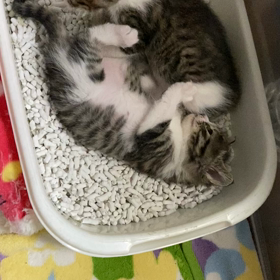 ミルクちゃんの画像