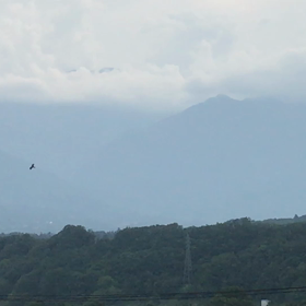 鳥になりたいの画像