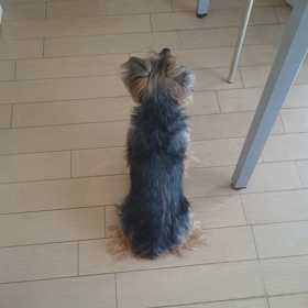 15歳だから？の画像