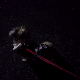 マカロンと夜散歩♪の画像