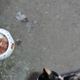 今日のタマちゃん♪の画像