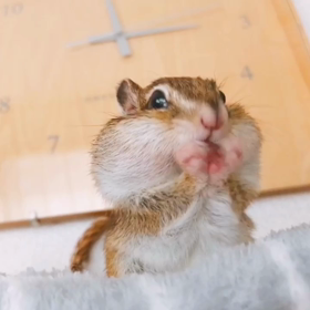 ちょこたん カメラ目線はまかせて♪の画像