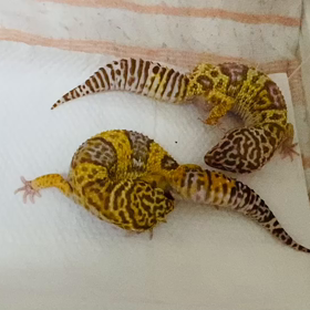 モカとカムの画像