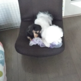 今日のはなちゃん523、モモちゃん479の画像