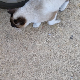 シャム猫里親募集中の画像