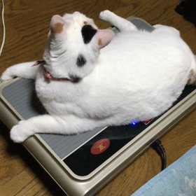 オセロー お稽古の画像