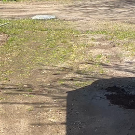 人間より走れないマロさんの画像