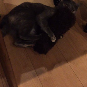 見られたくにゃい？の画像