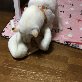深夜に暴れていますの画像