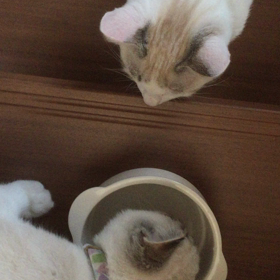 真実はいつもひとつの画像