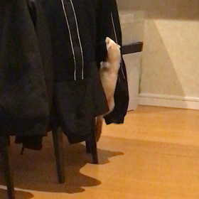 今日のシナモン  またのぼっていますの画像