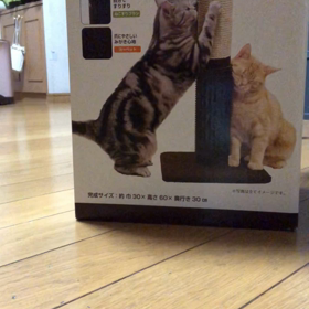 クロールクラスに出て、ドギーマン猫爪研ぎを買ってきた。の画像