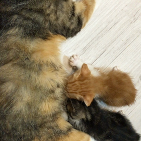 まだまだの画像