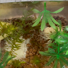 チビチビチビちゃんの画像