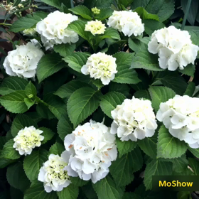 雨だけど☔️の画像