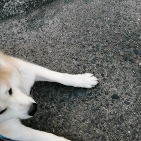 今朝は未来丸が安倍川駅前に行きたがりないので、新コースにトライ❗興味津々はしゃぎまくり！と期待すの画像