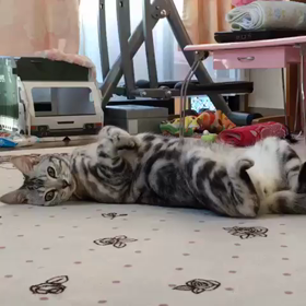 久しぶりのはなちゃんの画像