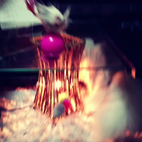 親ばか連投の画像