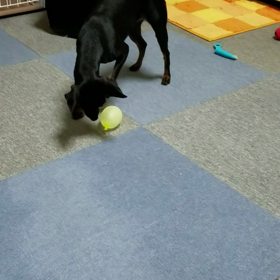 風船遊び❗の画像