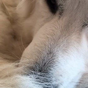 寝正月だよー( ^ω^ )の画像