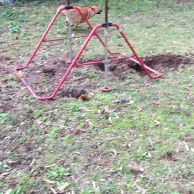 4秒間のケリーランの画像