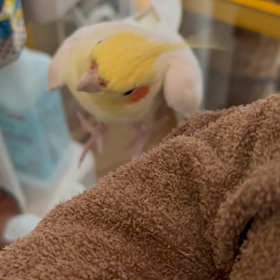 もう一つの画像