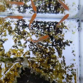 パーティードレスをリセットの画像