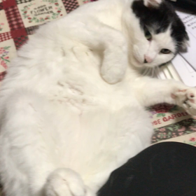 あんよカワイイ！の画像