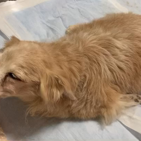 昨晩の柚の画像