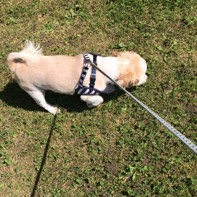 トムくん、初めてのお散歩^ - ^の画像