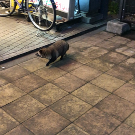 たぬきの画像