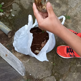 カブトムシの幼虫がウジャウジャ❕の画像