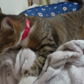 これもふみふみ。の画像