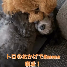 宇野樹君インスタストーリーより　トロのおかげでEmma復活！　ずっと看病してたの画像
